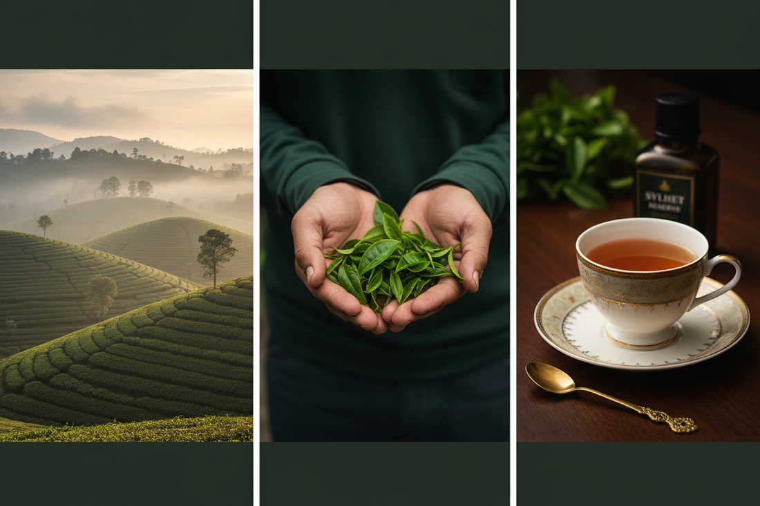 Bangladeshi Tea — From Hills to Your Cup